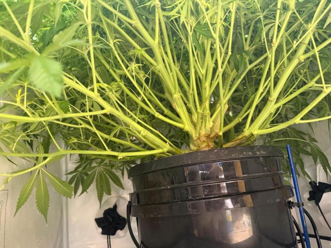 Bloom Log for 19L DWC. Week 6