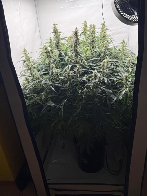 Bloom Log for 19L DWC. Week 7