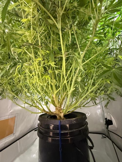 Bloom Log for 19L DWC. Week 7