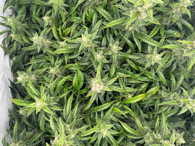 Bloom Log for 19L DWC. Week 7