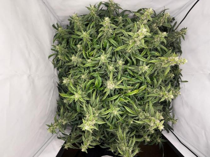 Bloom Log for 19L DWC. Week 7