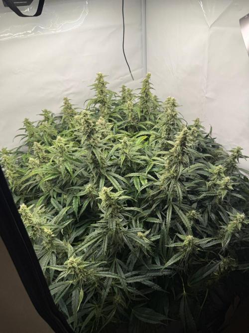 Bloom Log for 19L DWC. Week 7