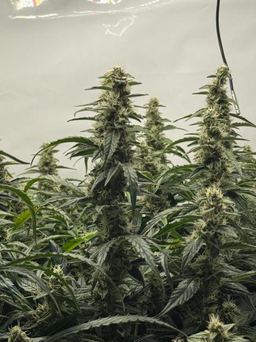 Bloom Log for 19L DWC. Week 7