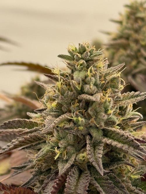 Strawberry Guava Bloom Log. Week 6