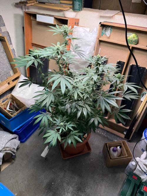 Bloom Log Tropicana Cookies. Week 4