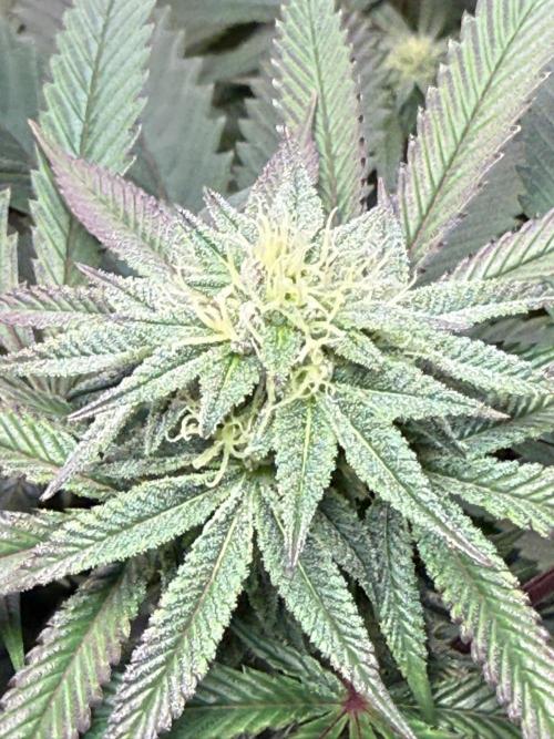 Bloom Log Tropicana Cookies. Week 4