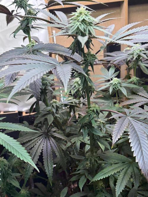 Bloom Log Tropicana Cookies. Week 5 - 24.11.2025