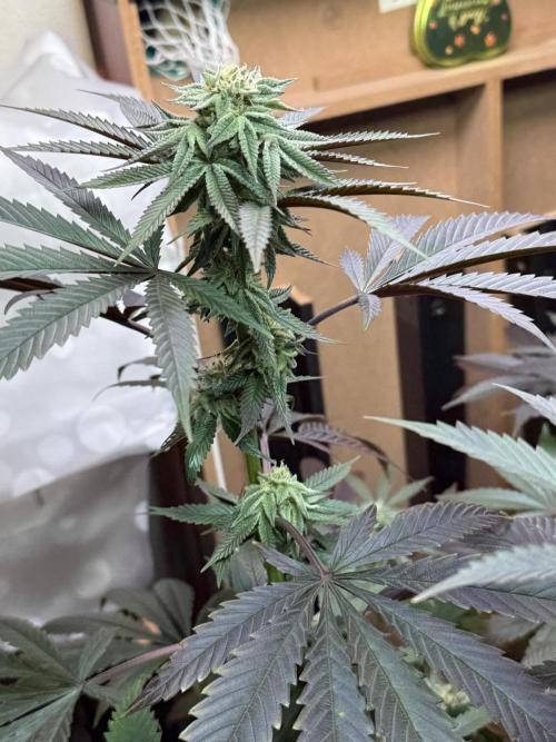 Bloom Log Tropicana Cookies. Week 5 - 24.11.2025