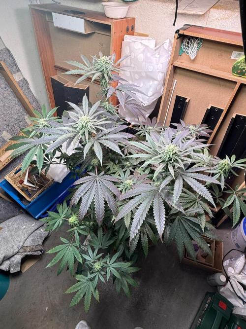 Bloom Log Tropicana Cookies. Week 5 - 24.11.2025