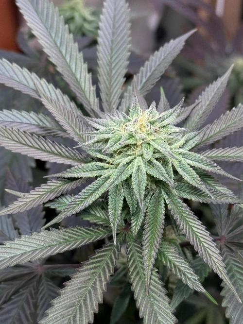 Bloom Log Tropicana Cookies. Week 5 - 24.11.2025