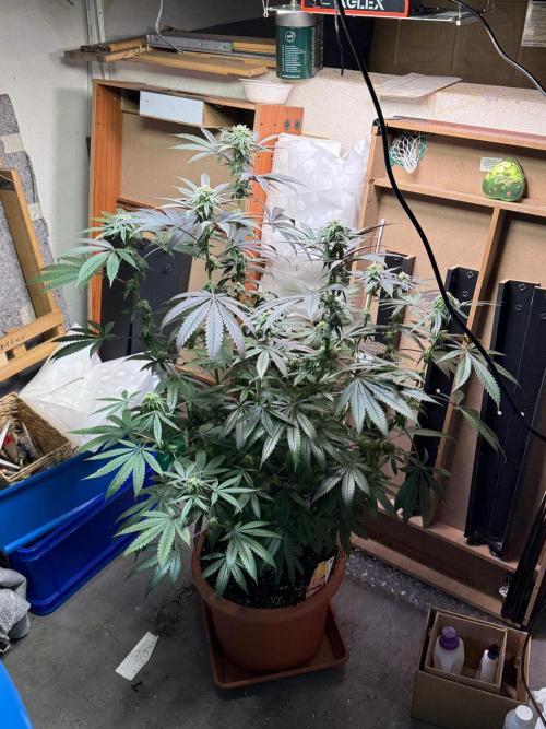 Bloom Log Tropicana Cookies. Week 5 - 24.11.2025