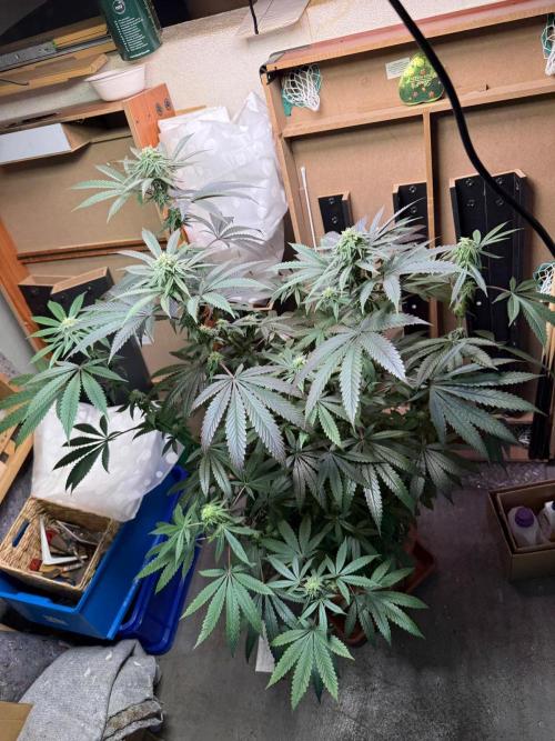 Bloom Log Tropicana Cookies. Week 5 - 22.11.2025