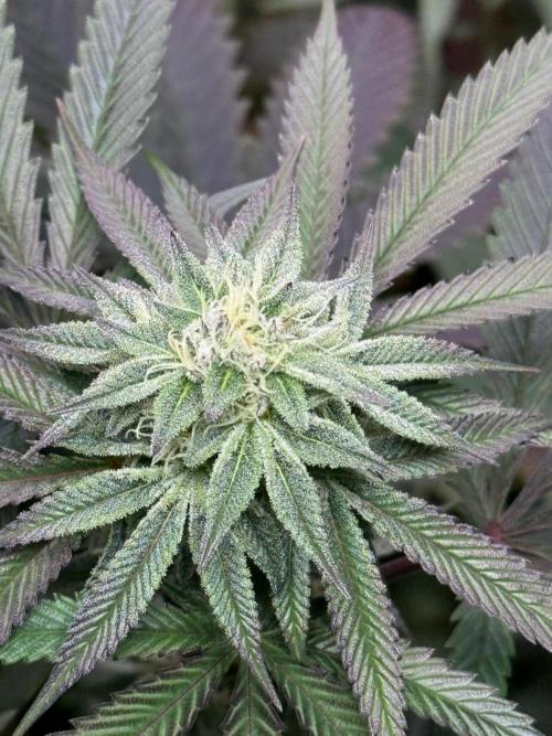 Bloom Log Tropicana Cookies. Week 5 - 22.11.2025