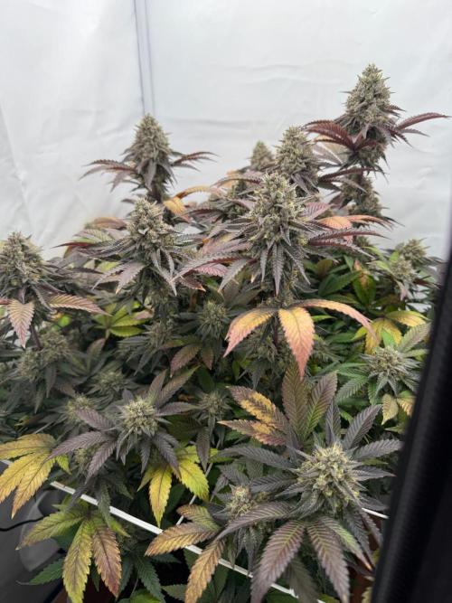 Strawberry Guava Bloom Log. Week 7