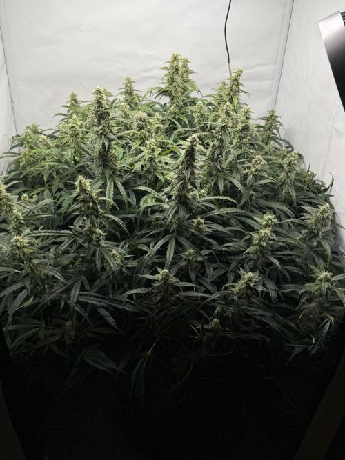 Bloom Log for 19L DWC. Week 8