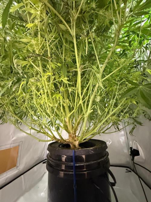 Bloom Log for 19L DWC. Week 8