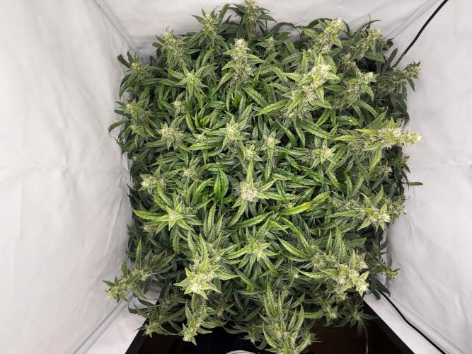 Bloom Log for 19L DWC. Week 8