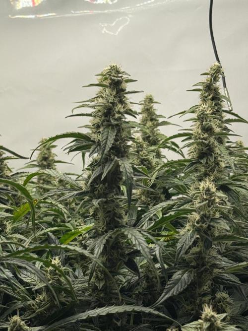 Bloom Log for 19L DWC. Week 8