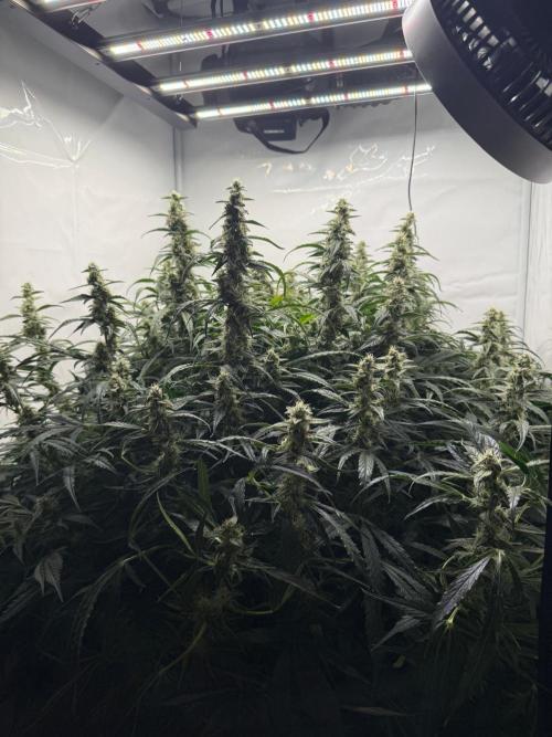 Bloom Log for 19L DWC. Week 8