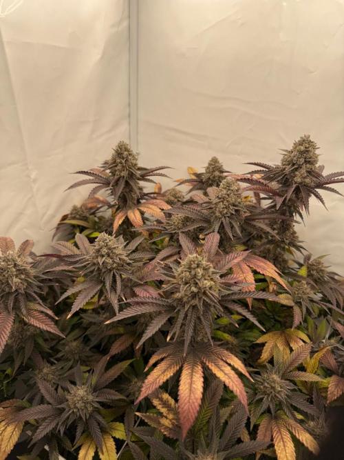 Strawberry Guava Bloom Log. Week 8