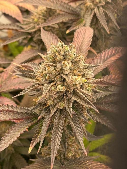 Strawberry Guava Bloom Log. Week 8