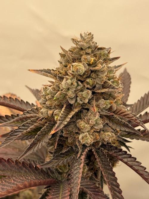 Strawberry Guava Bloom Log. Week 8