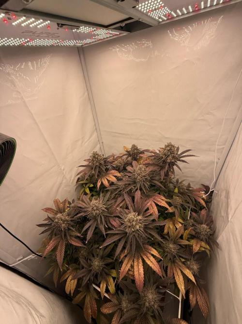 Strawberry Guava Bloom Log. Week 8