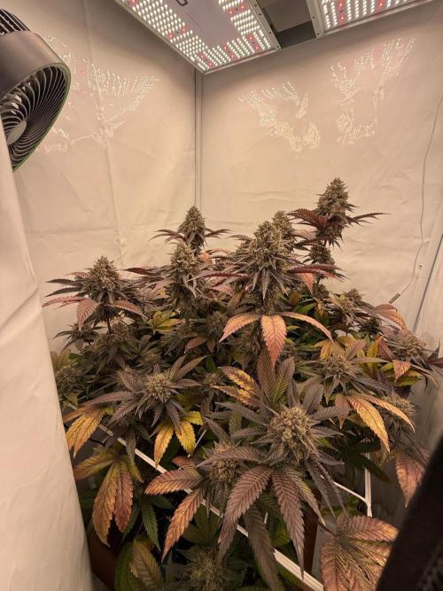 Strawberry Guava Bloom Log. Week 8