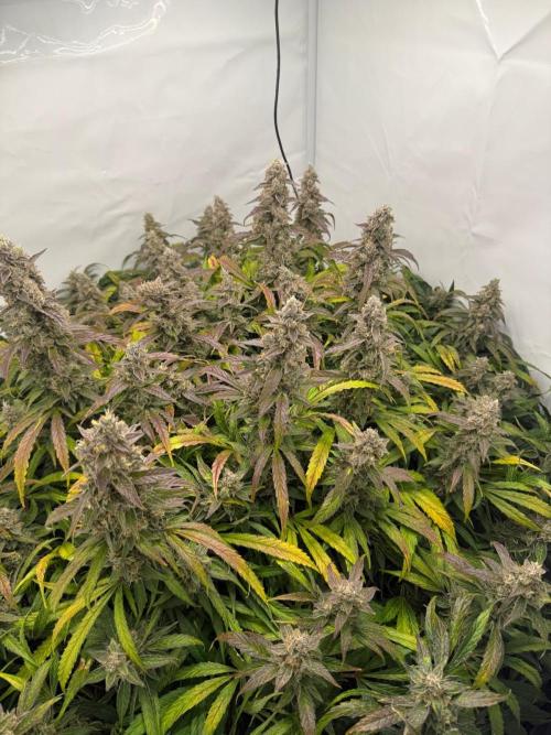 Bloom Log for 19L DWC. Week 9 - 04.12.2025