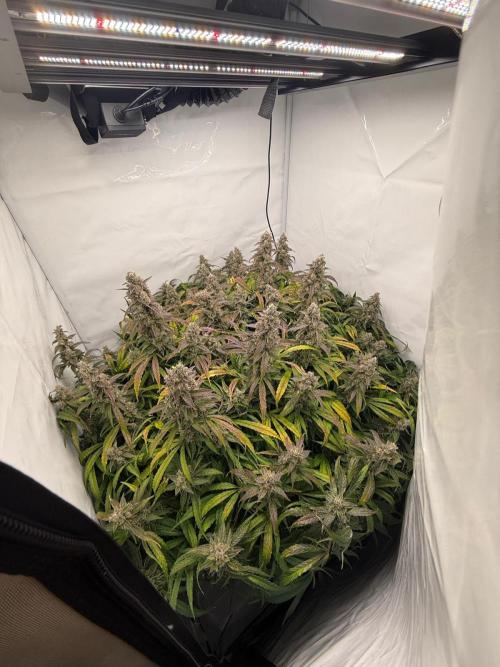 Bloom Log for 19L DWC. Week 9 - 04.12.2025