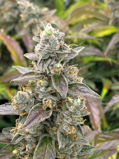 Bloom Log for 19L DWC. Week 9 - 04.12.2025