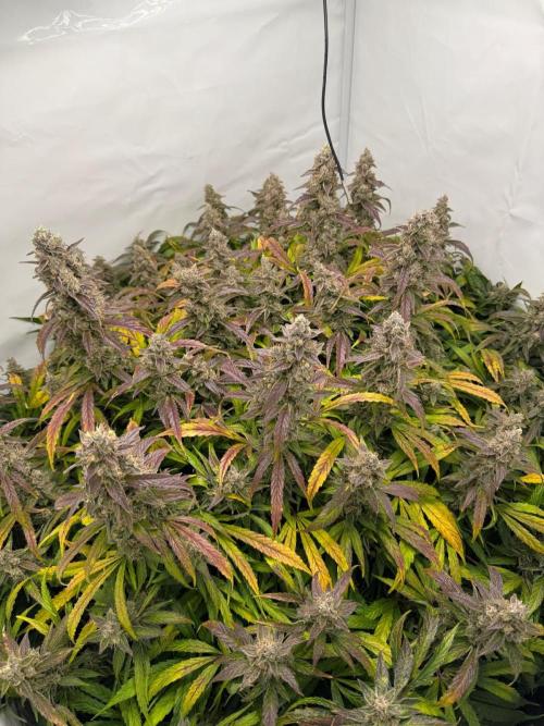 Bloom Log for 19L DWC. Week 9 - 06.12.2025