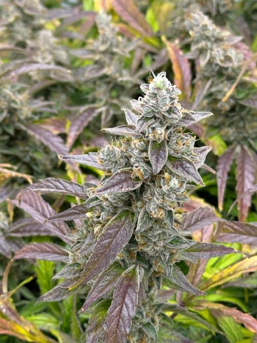 Bloom Log for 19L DWC. Week 9 - 06.12.2025