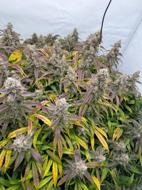 Bloom Log for 19L DWC. Week 9 - 06.12.2025