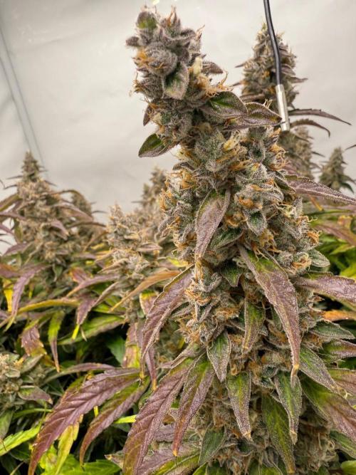 Bloom Log for 19L DWC. Week 9 - 06.12.2025