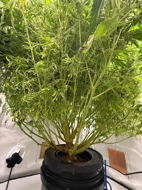 Bloom Log for 19L DWC. Week 9 - 06.12.2025