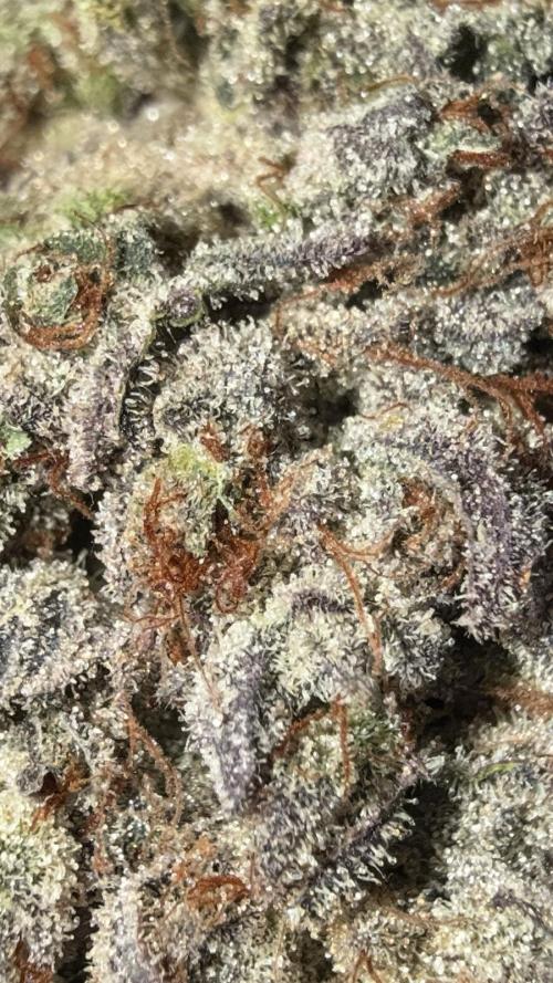 Strawberry Guava Bloom Log. Week 9