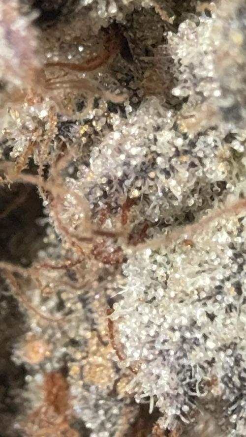 Strawberry Guava Bloom Log. Week 9