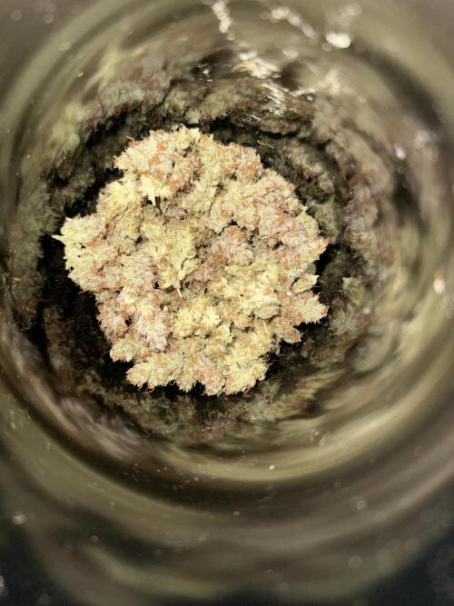 Bloom Log for 19L DWC. Week 10