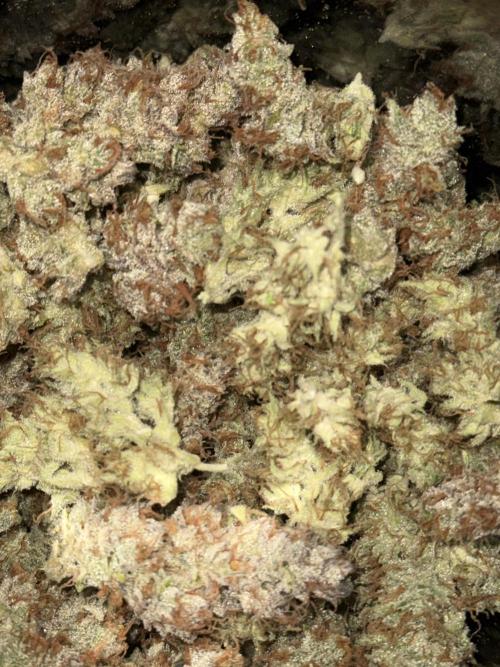 Bloom Log for 19L DWC. Week 10