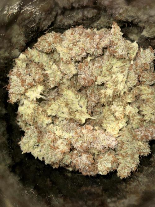 Bloom Log for 19L DWC. Week 10