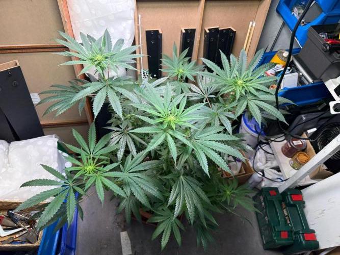 Bloom Log Tropicana Cookies. Week 2