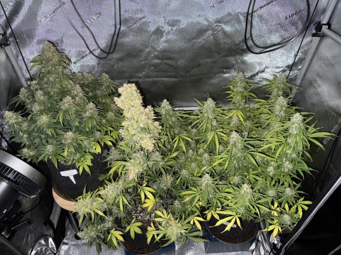 Lemon Meringue. Week 10 - Day 68