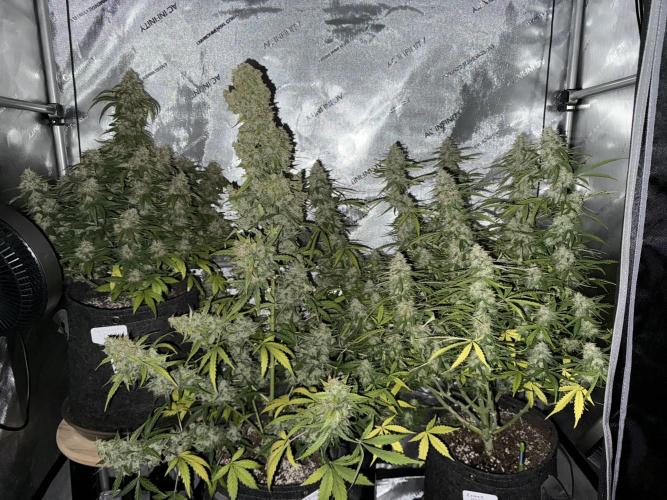 Carbonated Cherries. Week 11 - Day 74