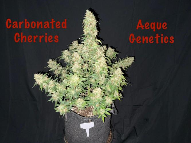 Carbonated Cherries. Week 11 - Day 74