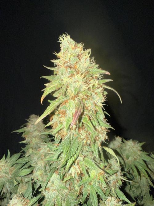 Carbonated Cherries. Week 11 - Day 74