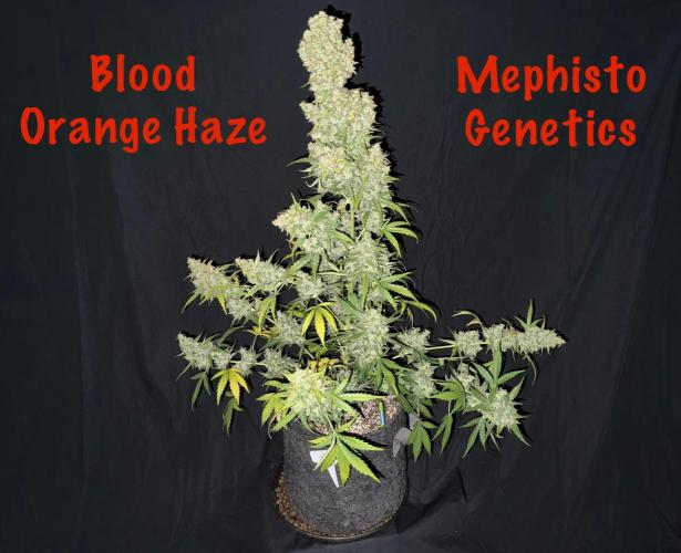 Blood Orange Haze. Week 11 - Day 74