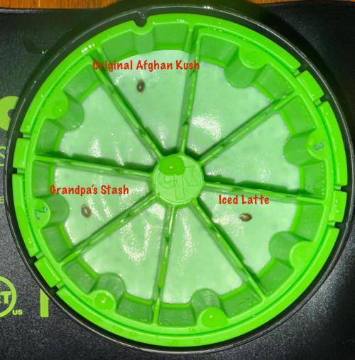 Original Afghan Kush. Week 0 - Day 2 germ