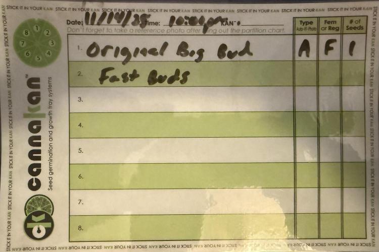 Original Big Bud. Week 0 - Day 1 germination 