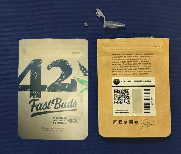 Original Big Bud. Week 0 - Day 1 germination